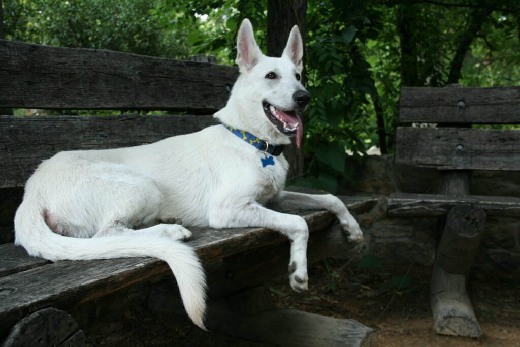 White German shepherd resting on a bench