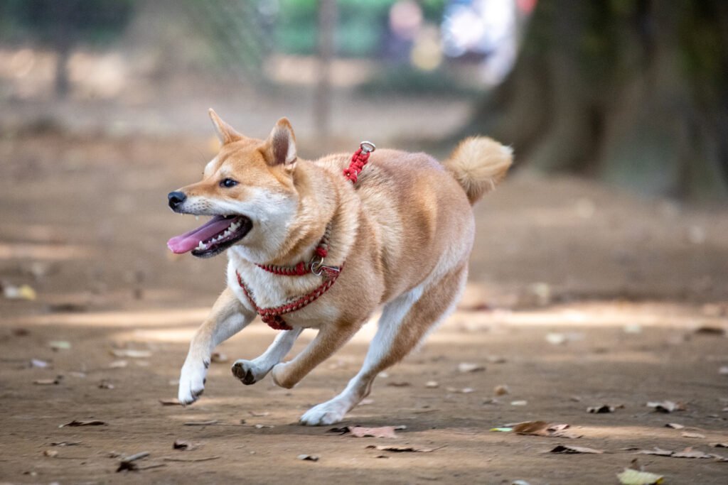 Shiba Inu running outdoors