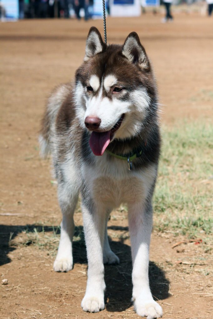 Grey and white husky standing outdoors