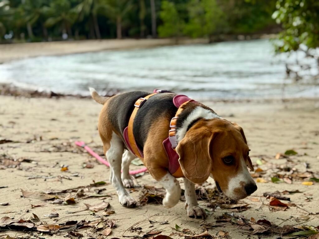 Beagle exploring a sandy beach