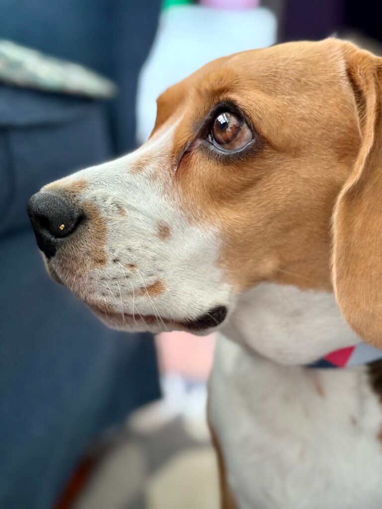 Beagle portrait with soft ears and brown eyes