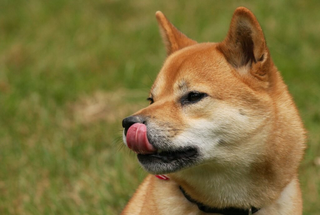 Shiba Inu licking its nose outdoors