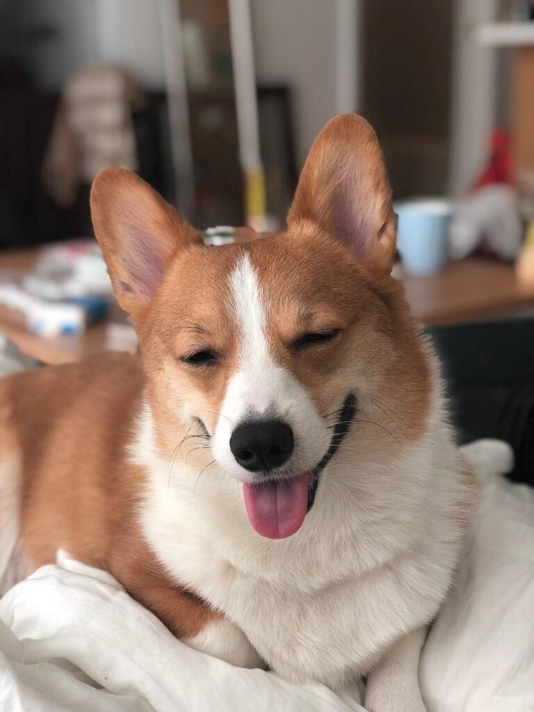 A Smiling Corgi with two colors
