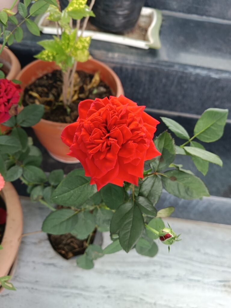 Red rose blooming in a pot among green leaves