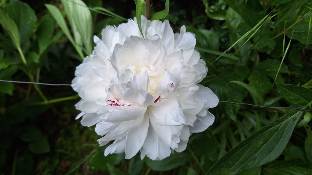White peony petals with a subtle pink tint