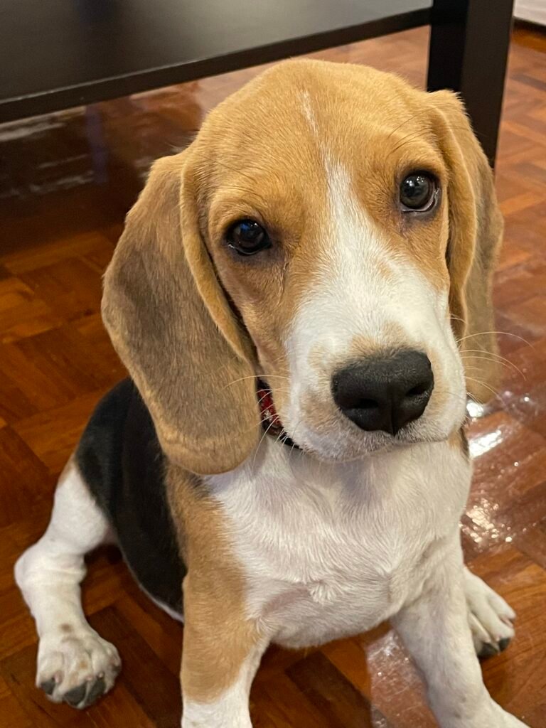 Beagle puppy looking towards the camera