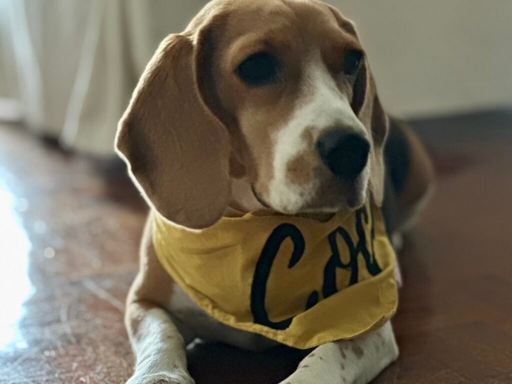 Beagle wearing a yellow bandana