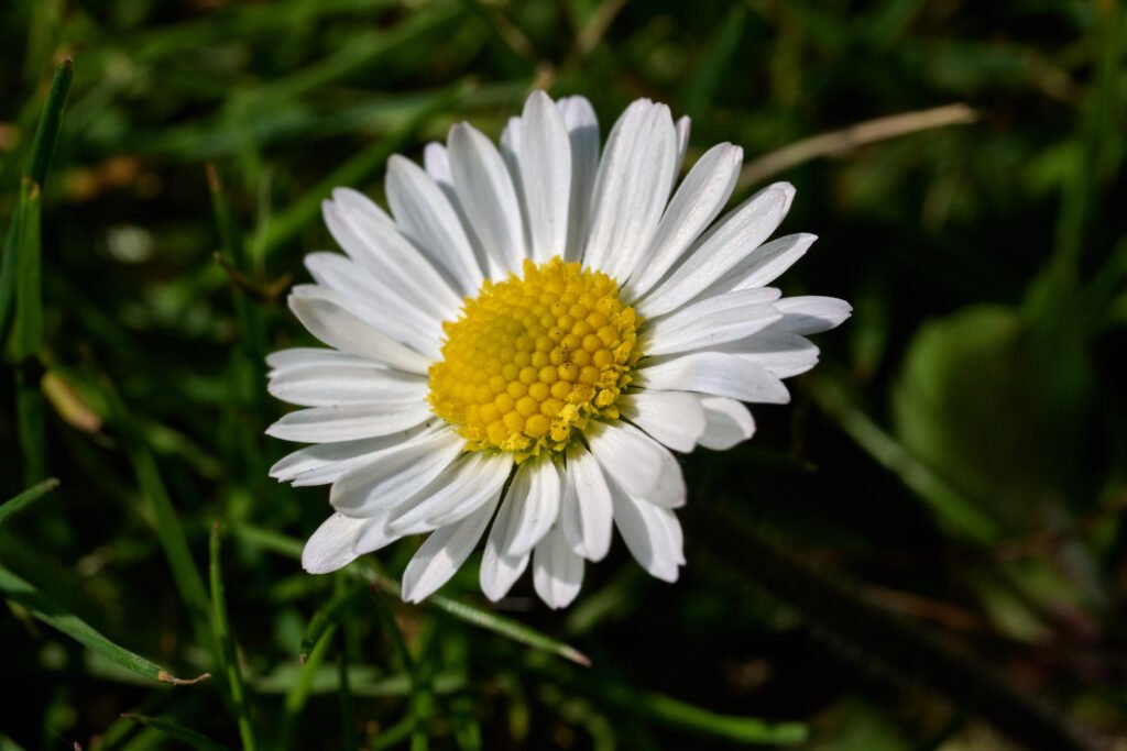 White daisy petals surrounding a yellow centre
