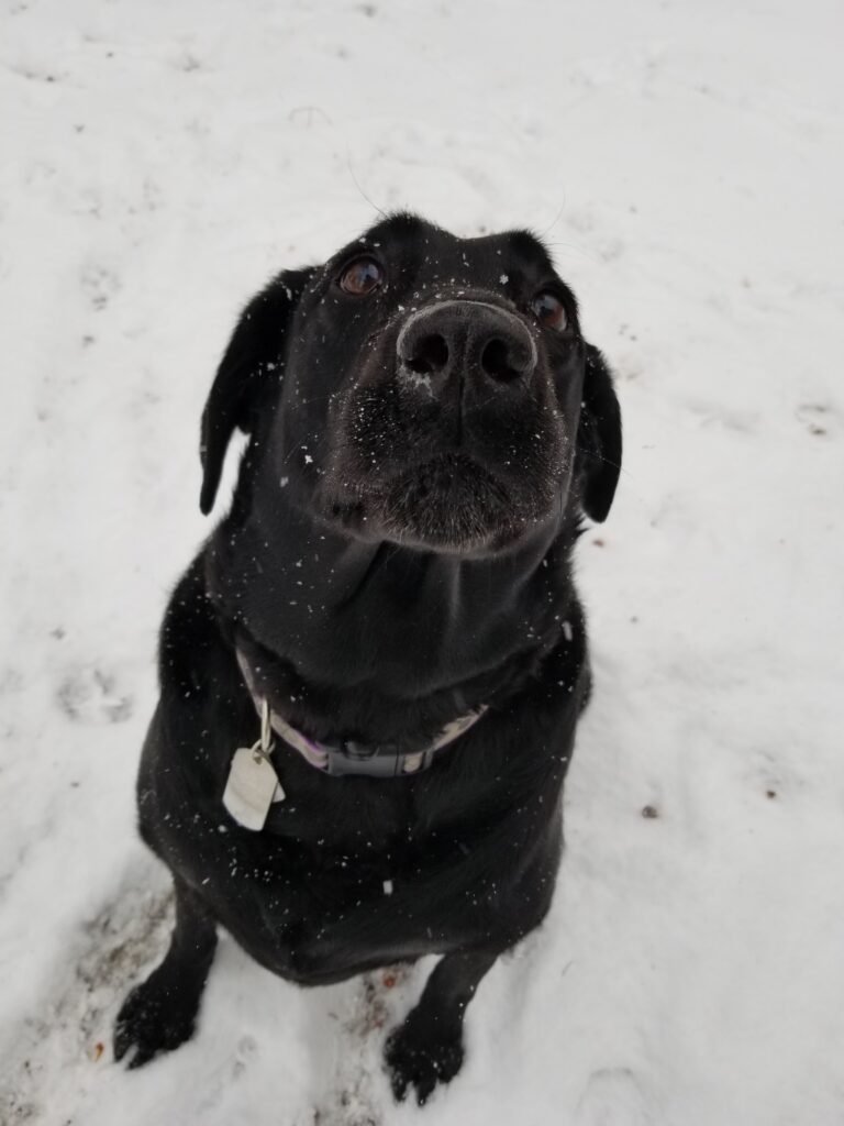 Black Labrador sitting in snow
