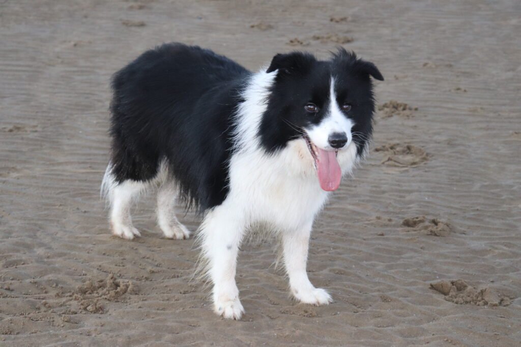 Black and white border collie on a beach