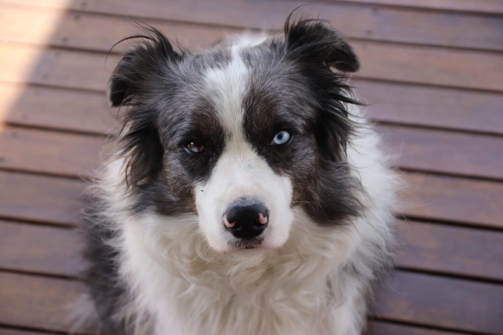 Border collie with differently coloured eyes