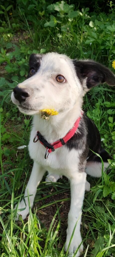 Border collie standing beside a dandelion