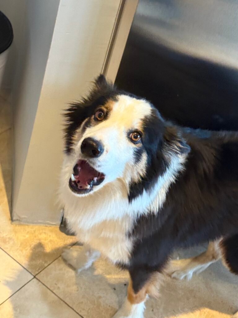 Tricolour border collie with its mouth open