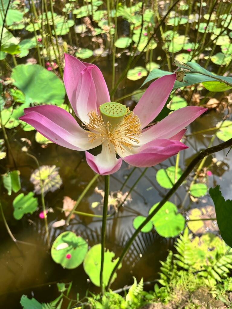 Pink lotus flower above broad green leaves