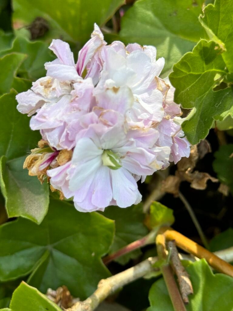 Pale pink cherry blossoms clustered on a branch