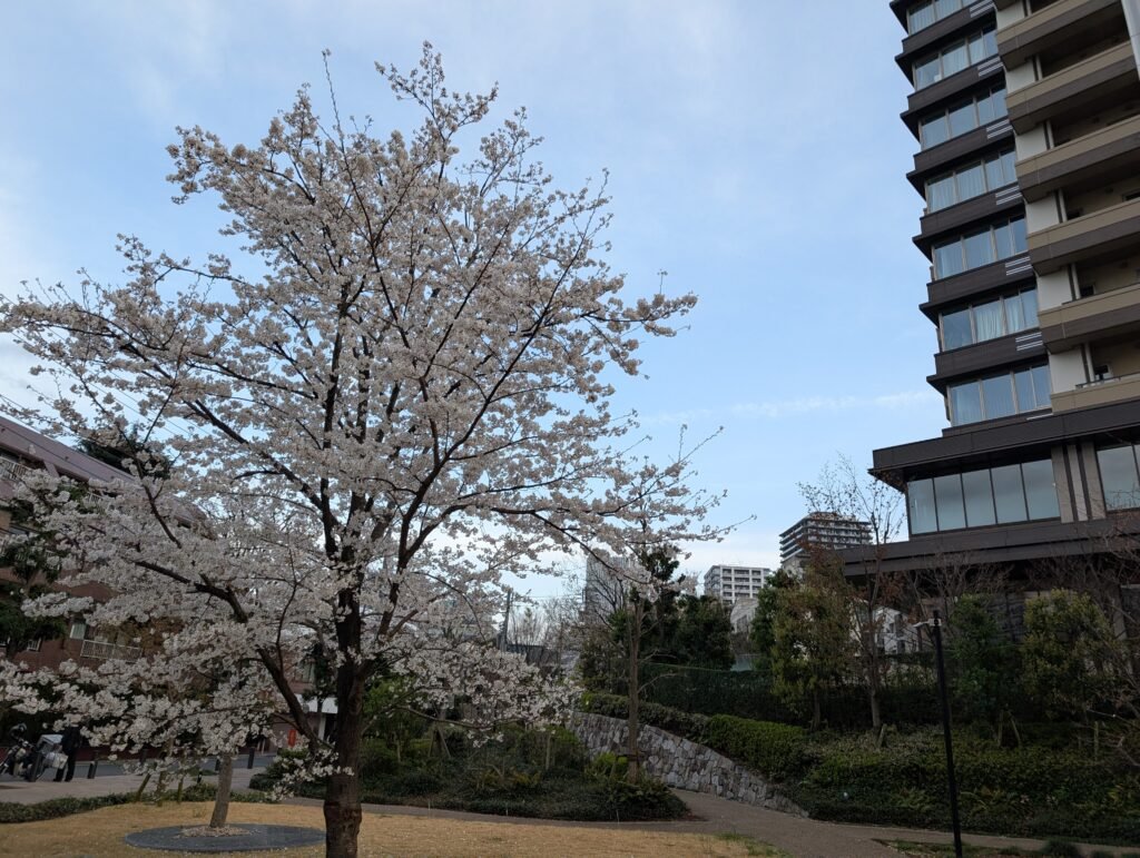 Cherry blossoms along the Meguro River