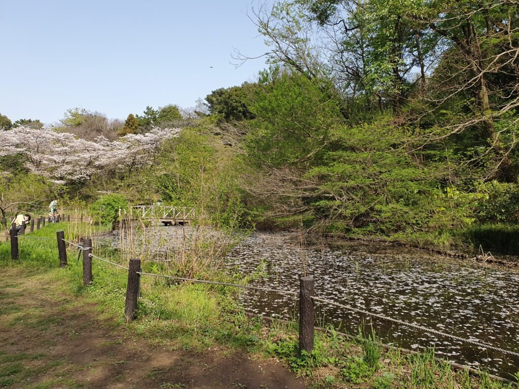 Cherry blossom trees beside a garden path