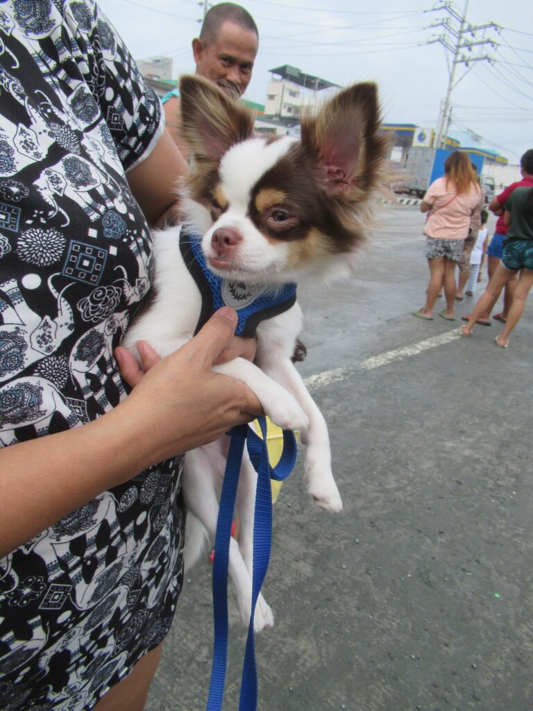 Chihuahua (dog) 06