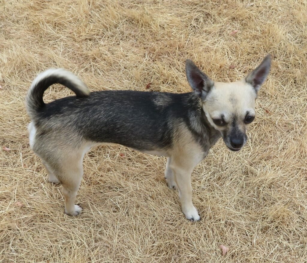 Chihuahua female dog