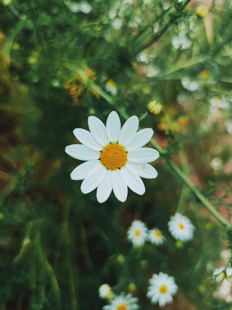 White daisy with a yellow centre against green plants