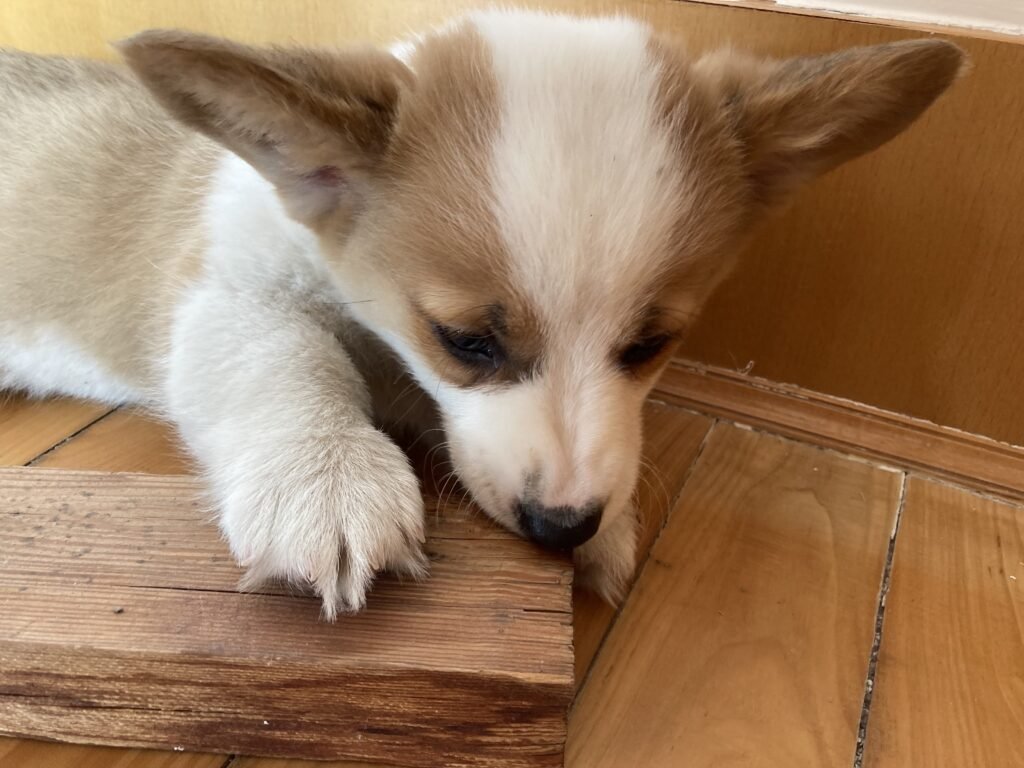 Corgi puppy