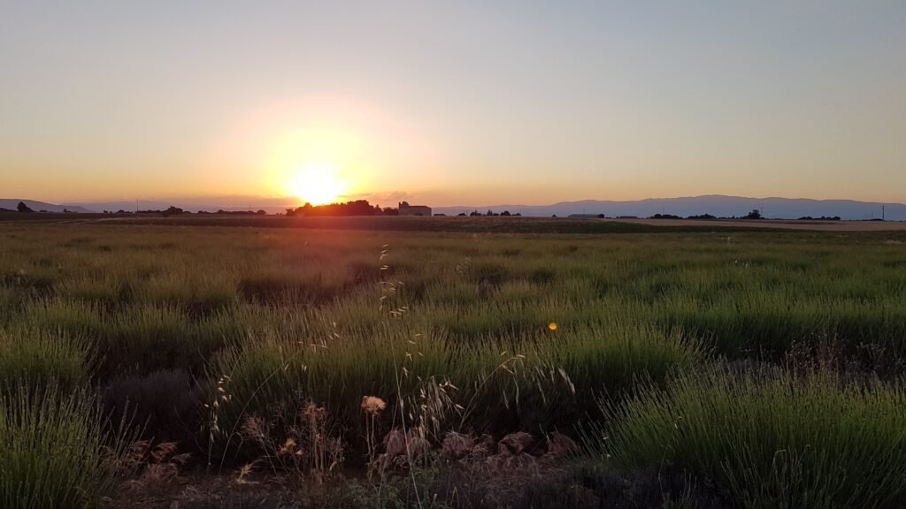 Lavender fields beneath a sunset sky in Provence
