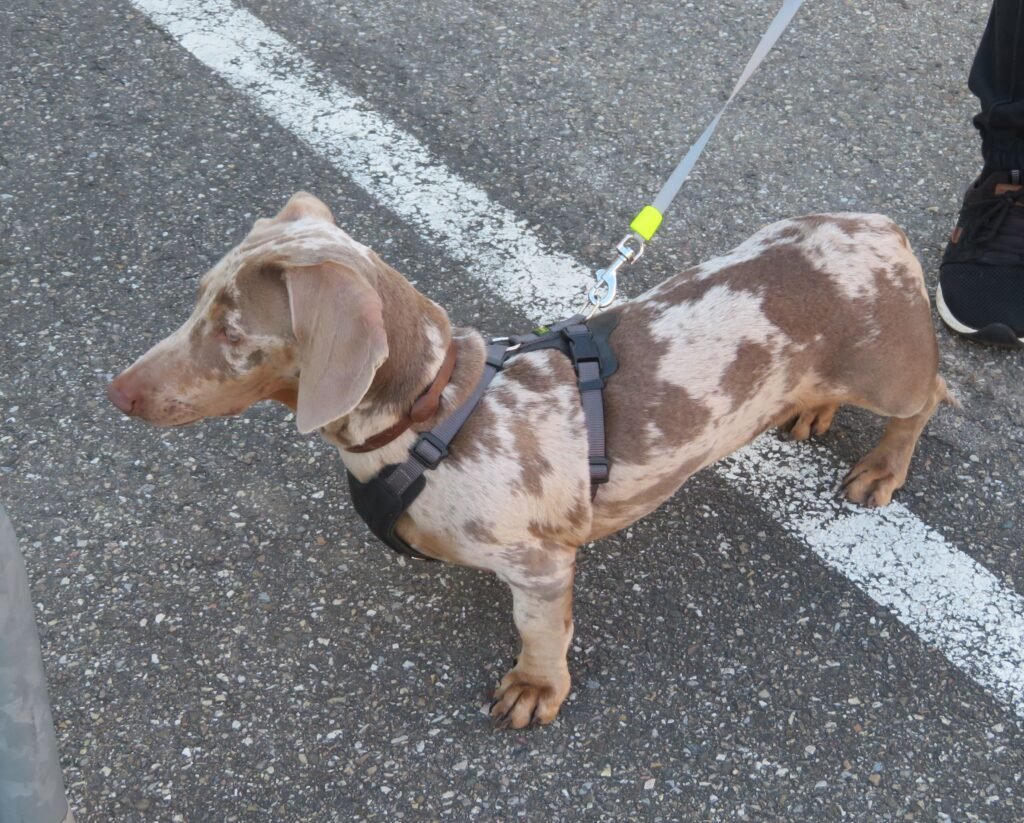 Dapple dachshund standing outdoors