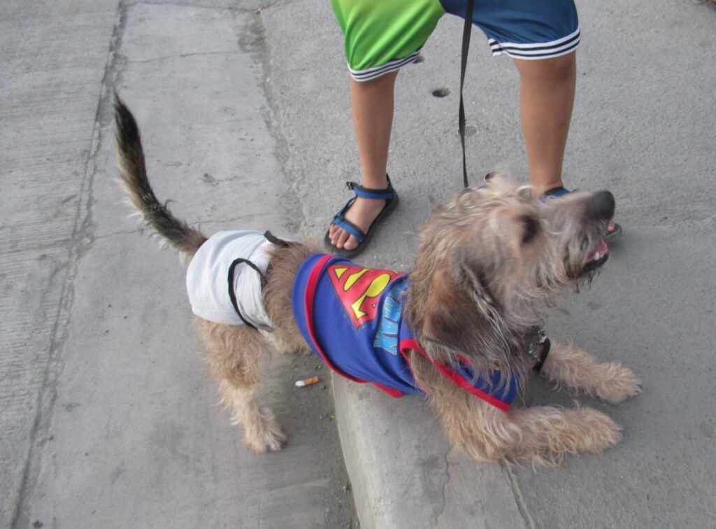 Wire-haired dachshund wearing a colourful harness