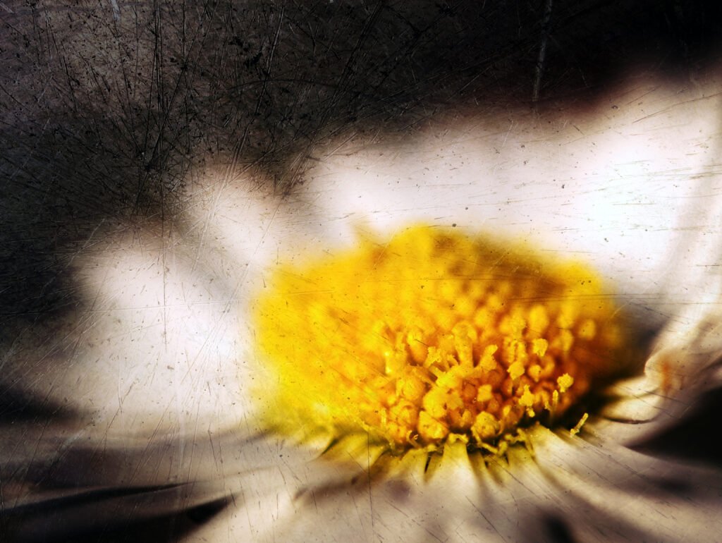 Close-up of a daisy centre and white petals