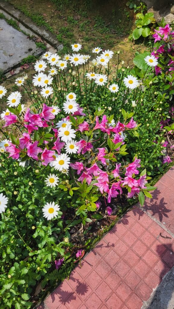 White daisies and pink azaleas beside a garden path