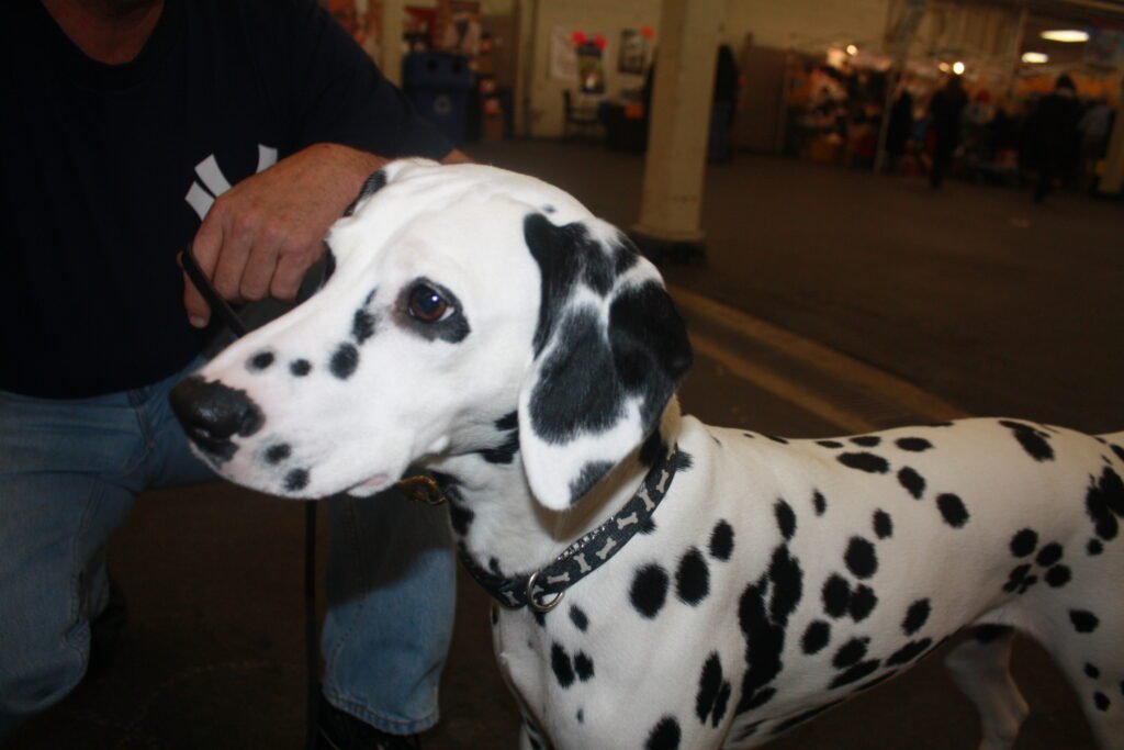 Dalmatian (4321100930)