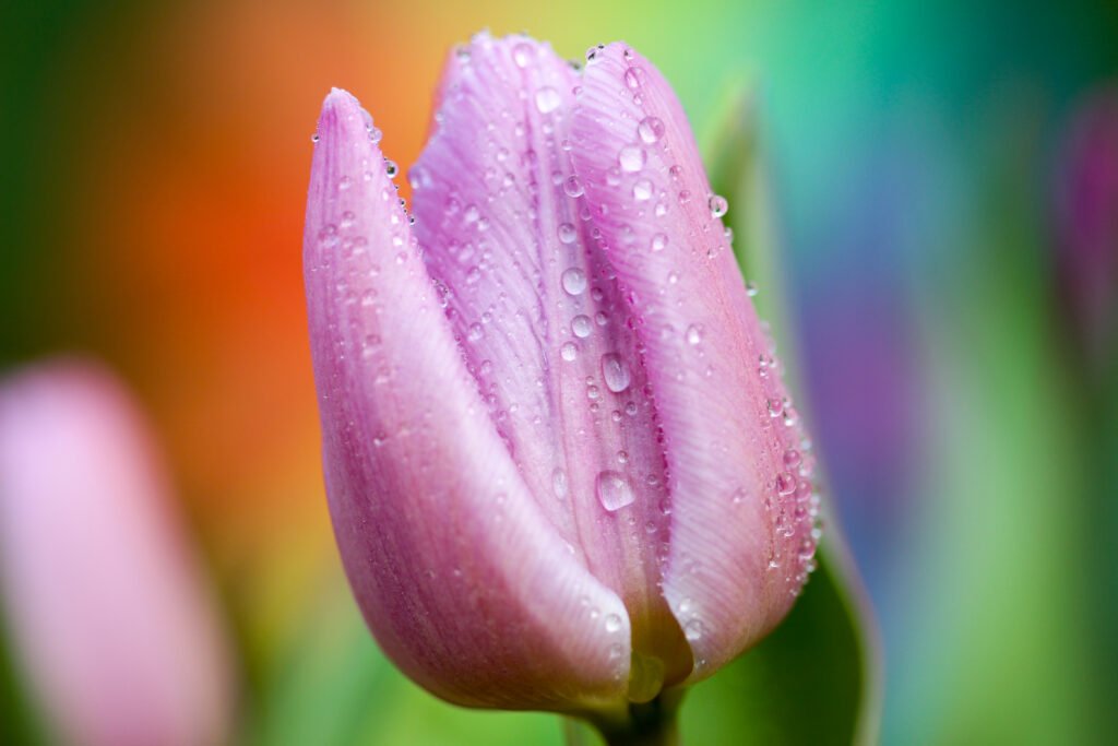 Purple tulip petals covered in dew