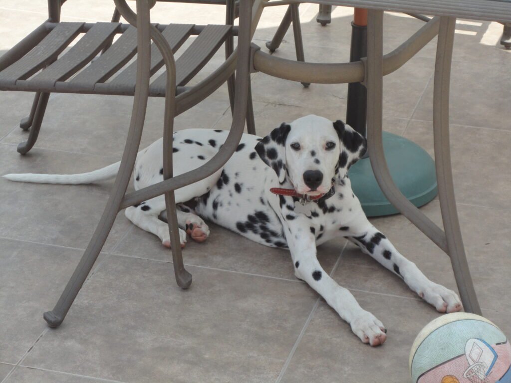 Dog-Dalmatian-Five-Months