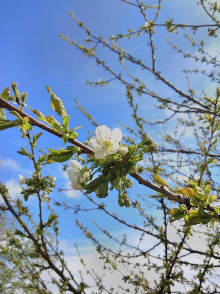 Cherry blossom branch against a blue sky