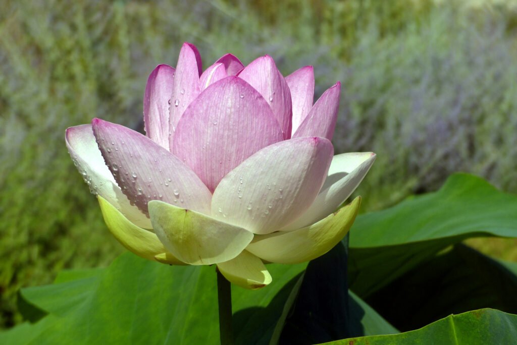 Sacred lotus flower in landscape orientation