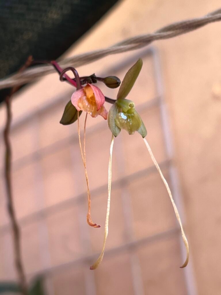 Small orchid blossoms hanging from a slender stem