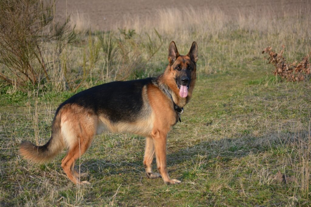 German shepherd standing in a grassy field