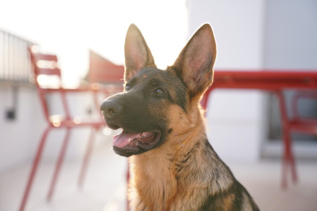 German shepherd puppy with upright ears