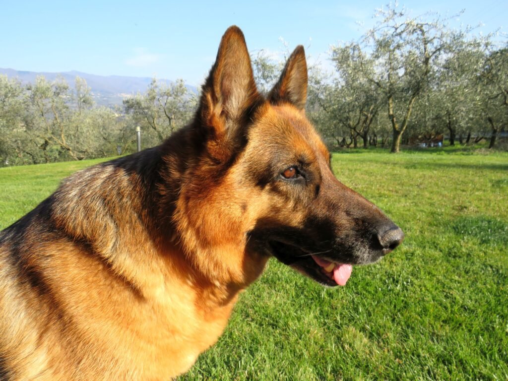 German shepherd enjoying sunshine in a park