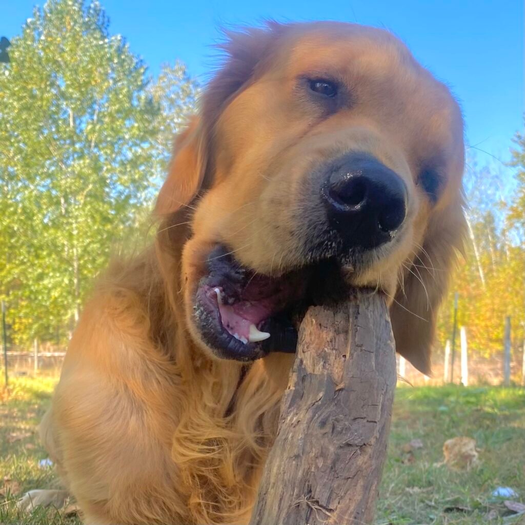 Golden retriever chewing a stick outdoors