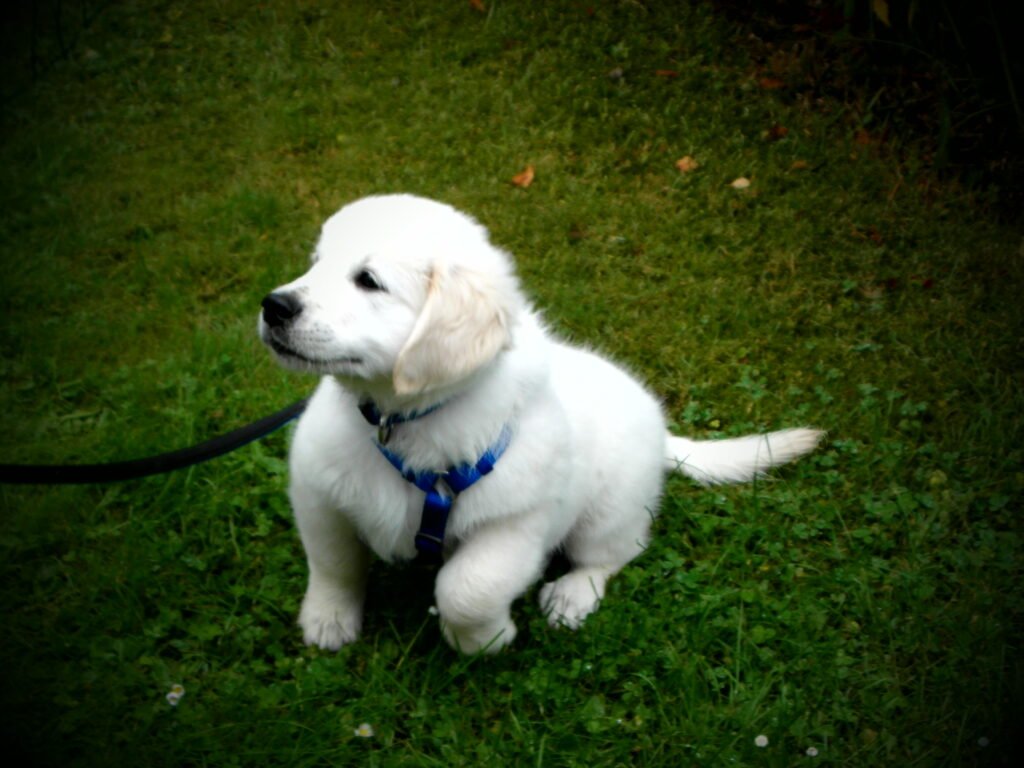 Golden retriever puppy sitting on green grass