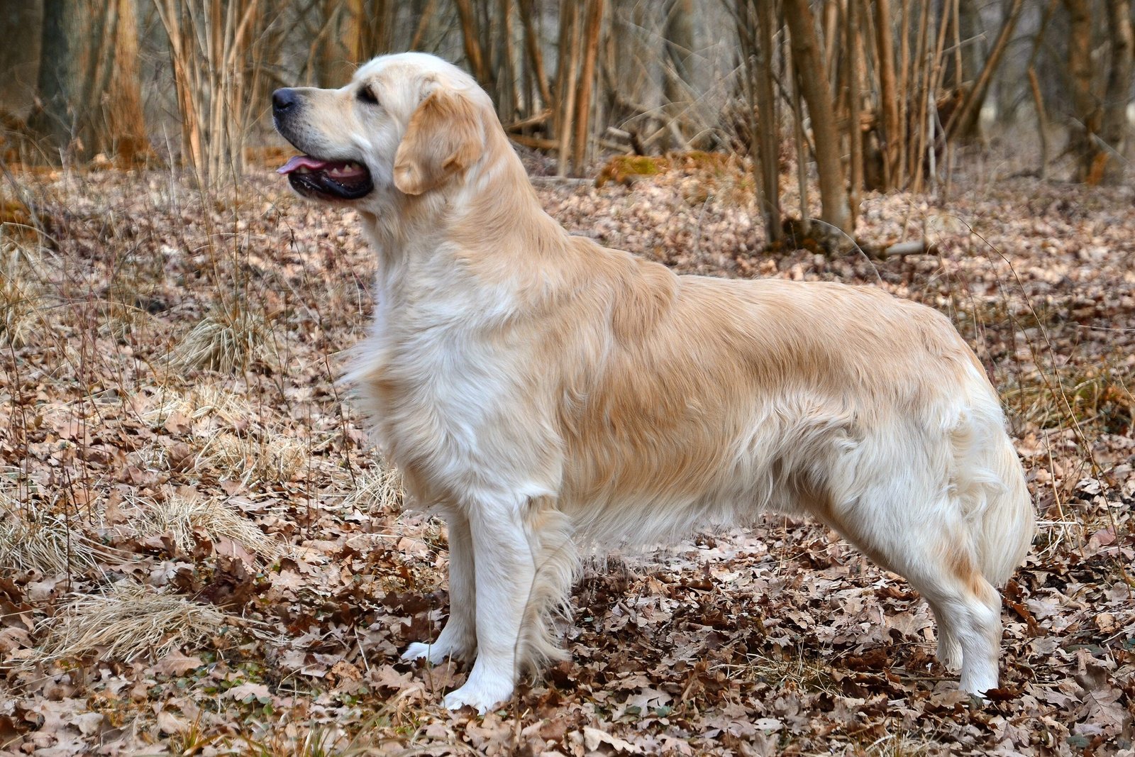 Dog Wallpaper: 52 Cute Dog Backgrounds for Your Screen