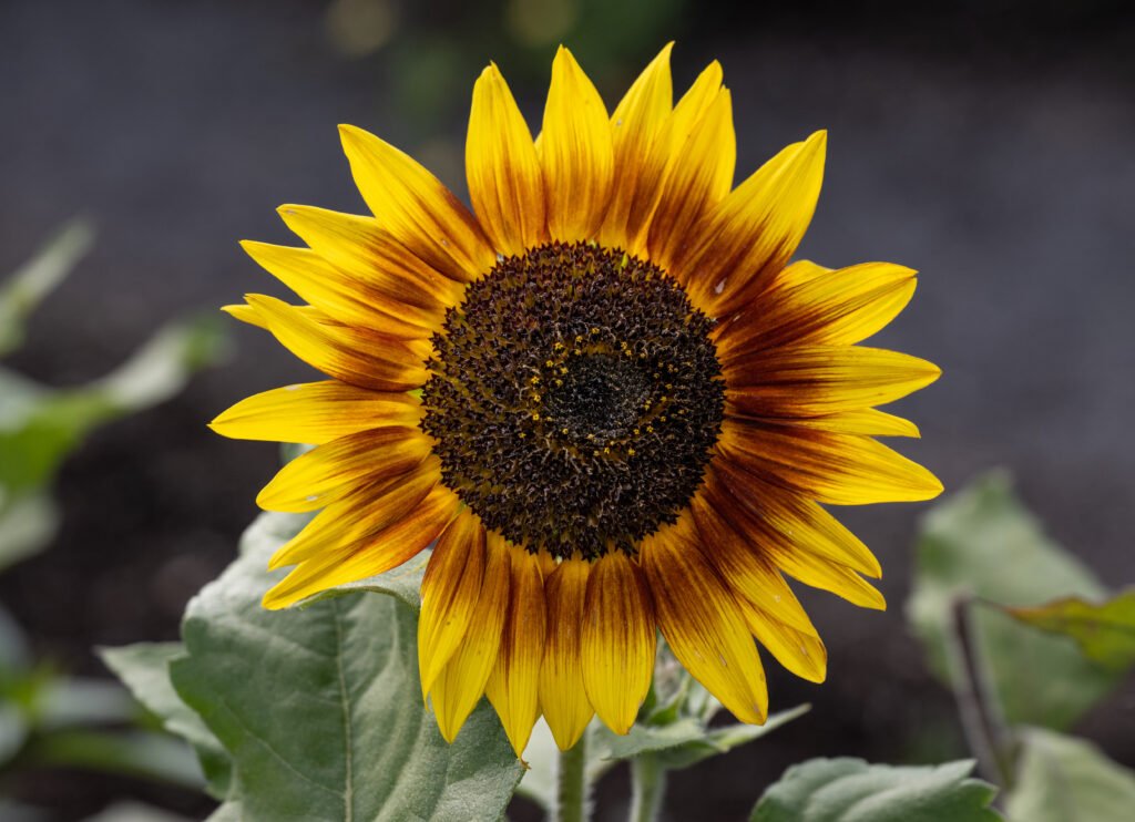 Yellow sunflower growing in a botanical garden