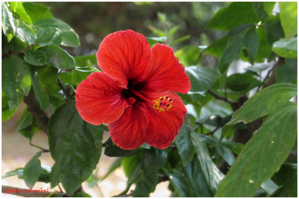 Red hibiscus with a prominent central stamen