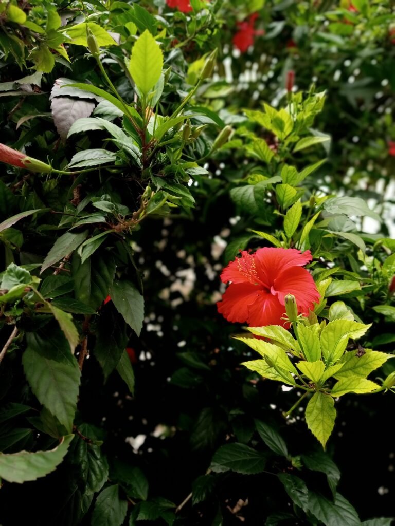 Red hibiscus flower among garden leaves