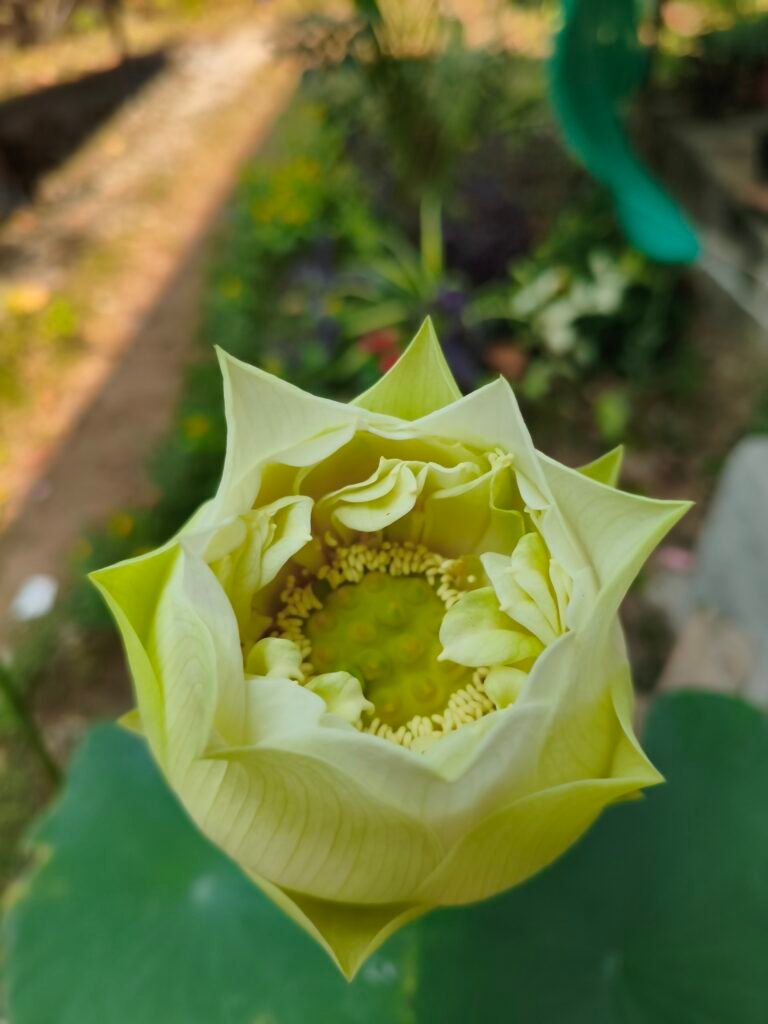 Pale lotus flower opening in portrait orientation
