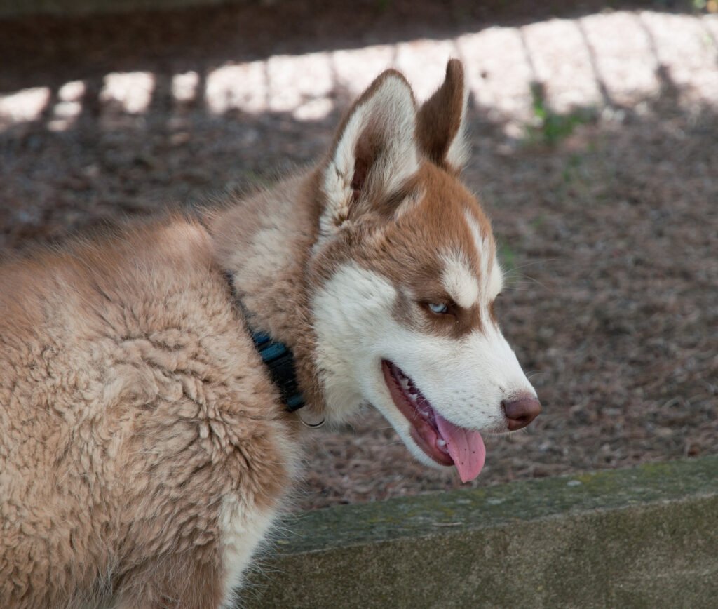 Young husky with brown and white fur