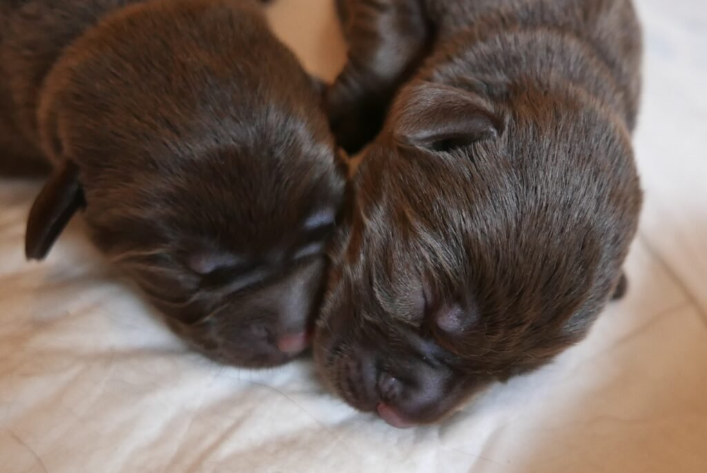 Chocolate Labrador puppies sleeping together