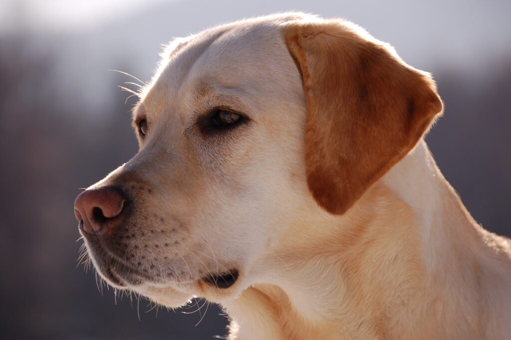 Yellow Labrador portrait in soft light