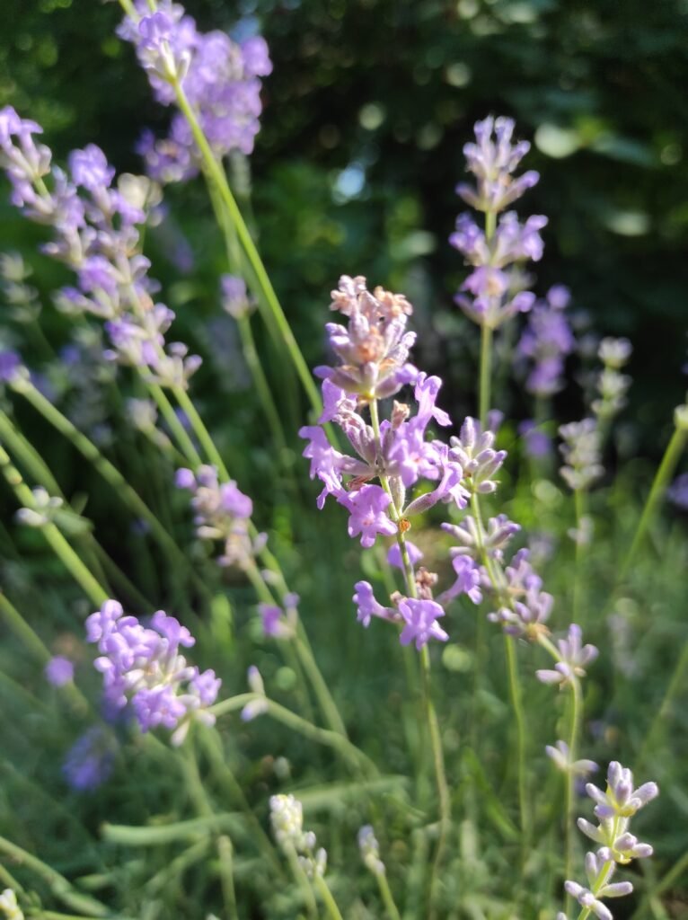 Slender lavender stems with small purple blossoms
